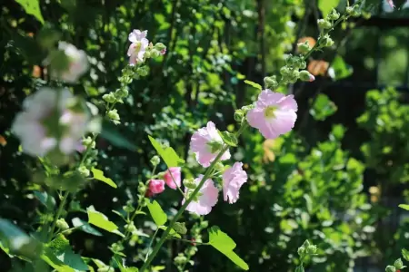 小话端午节植物丨端午节不能错过的应景之花-端午应景图片