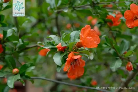 小话端午节植物丨端午节不能错过的应景之花-端午应景图片