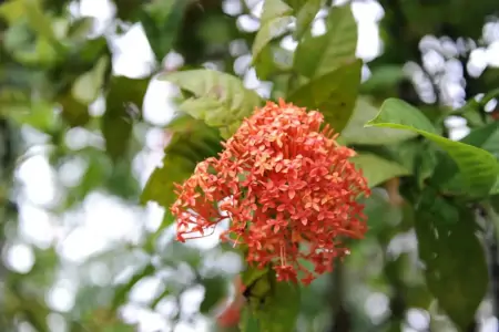 小话端午节植物丨端午节不能错过的应景之花-端午应景图片