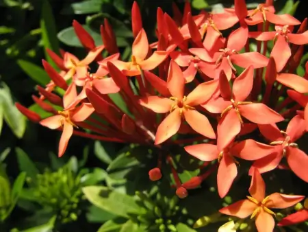 小话端午节植物丨端午节不能错过的应景之花-端午应景图片