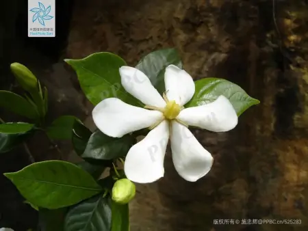 小话端午节植物丨端午节不能错过的应景之花-端午应景图片