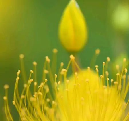 今年芒种不一般，老话说：“芒种节气有三怕”，到底怕什么？-芒种节气什么意思
