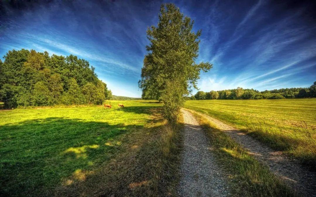 我的“自画像”（四年级语文下册第七单元作文范文第1-15篇）-四年级下册语文第七单元作文我的自画像男生450字