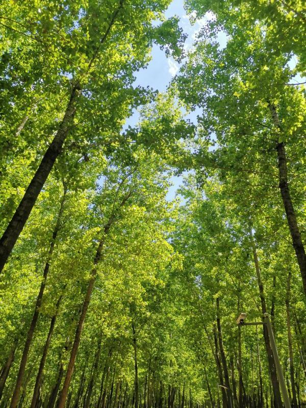 今日小满｜何为“小满”？蕴含哪些人生道理？这些知识讲给孩子听-《小满》