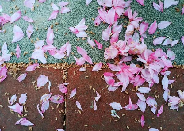 今日小满｜何为“小满”？蕴含哪些人生道理？这些知识讲给孩子听-《小满》