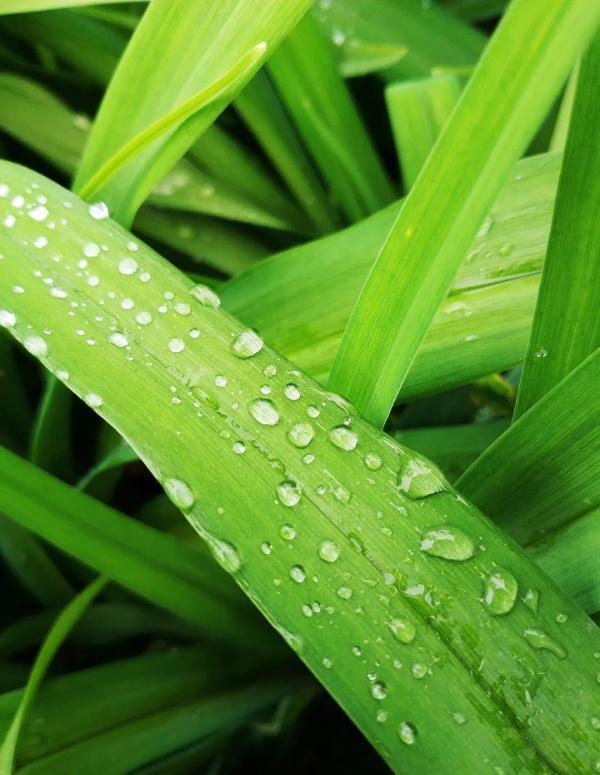 今日小满｜何为“小满”？蕴含哪些人生道理？这些知识讲给孩子听-《小满》