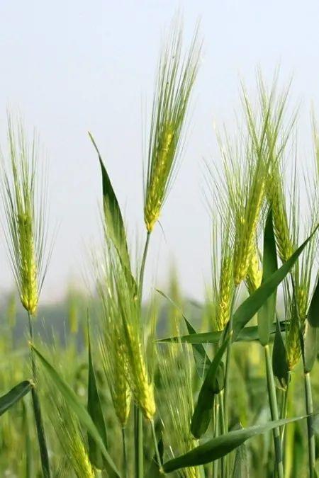 【四季守护·二十四节气】小满-二十四节气对应四季