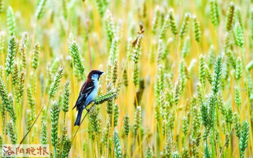 小满节气具体几月几日几时 2018小满图片小满是什么意思-小满在节气里是什么意思