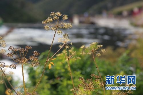 小满节气具体几月几日几时 2018小满图片小满是什么意思-小满在节气里是什么意思
