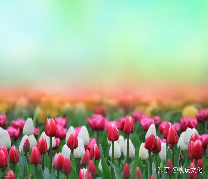 爱的花语之郁金香（郁金香花语寓意）