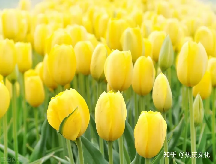爱的花语之郁金香（郁金香花语寓意）