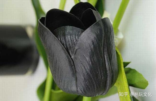 爱的花语之郁金香（郁金香花语寓意）