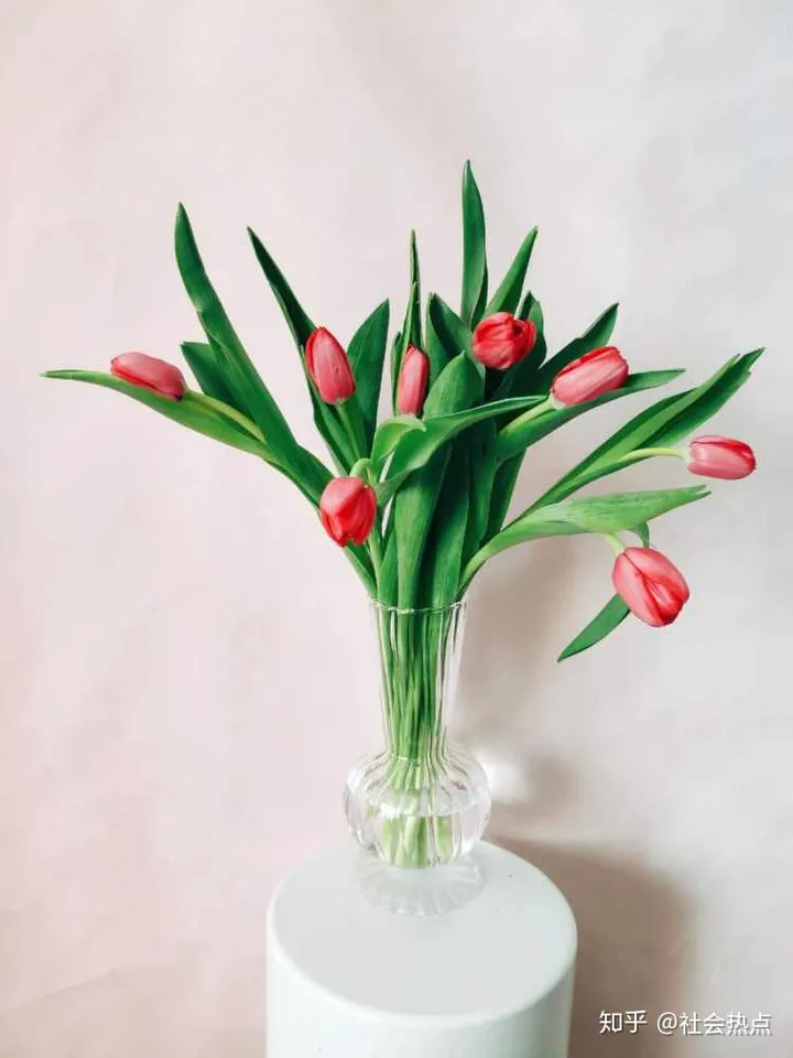 花加——爱情的代言人郁金香有哪些花语和故事（郁金香花语网）