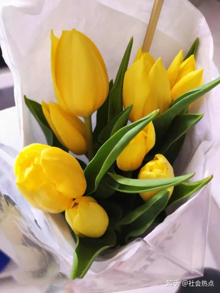 花加——爱情的代言人郁金香有哪些花语和故事（郁金香花语网）