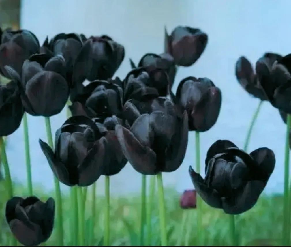 郁金香花语（郁金香花语颜色代表什么）