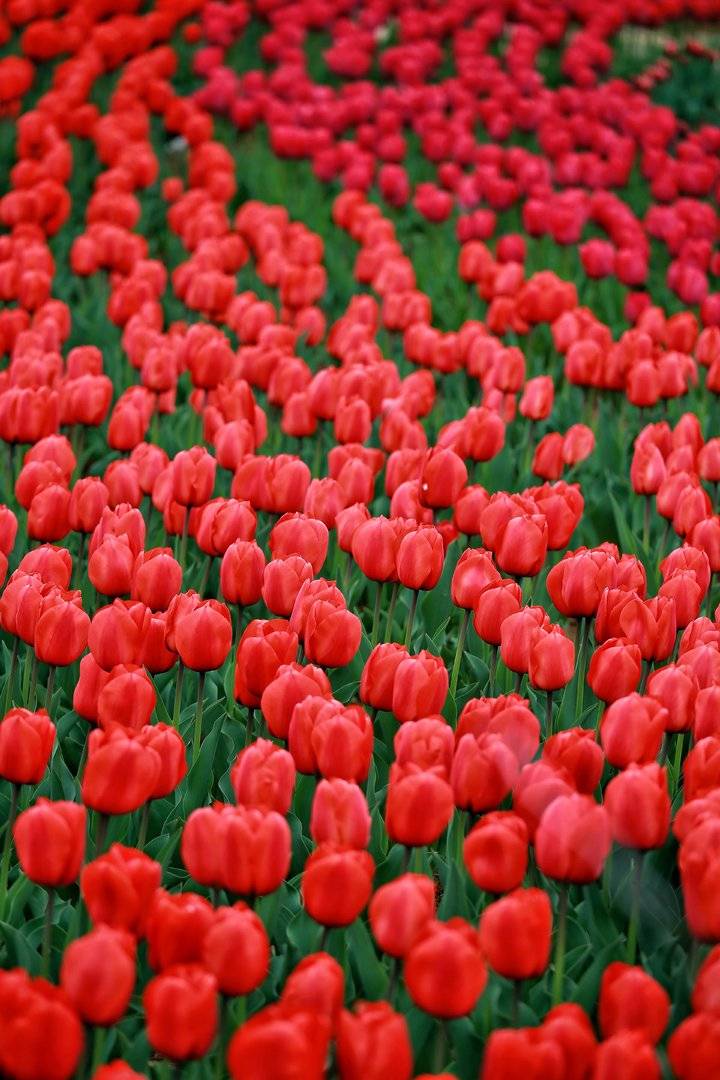 春光达人｜高雅富贵郁金香（春光达人鸟鸣啁啾）