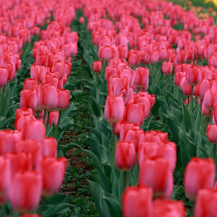 春光达人｜高雅富贵郁金香（春光达人鸟鸣啁啾）