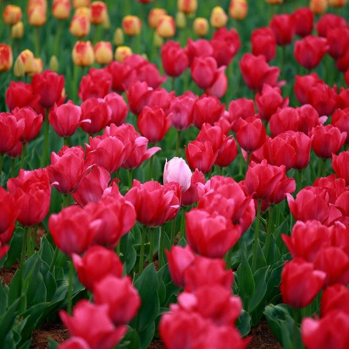 春光达人｜高雅富贵郁金香（春光达人鸟鸣啁啾）