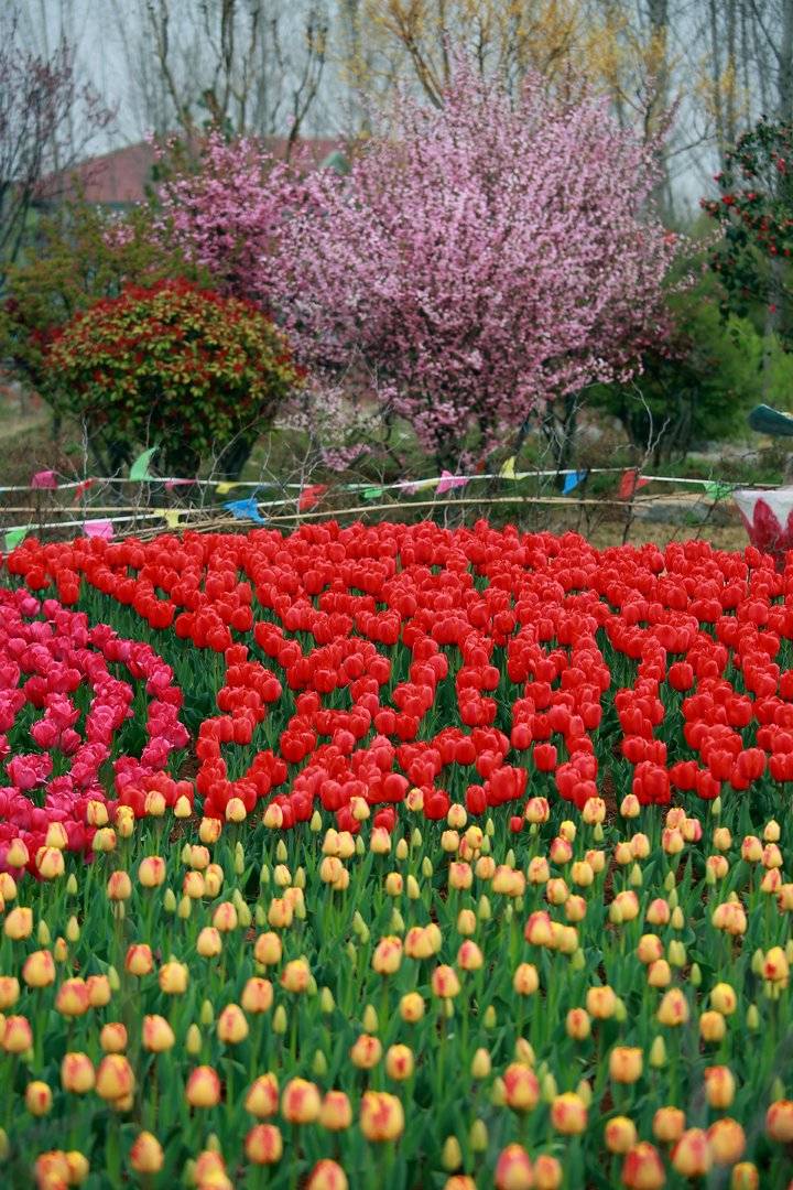春光达人｜高雅富贵郁金香（春光达人鸟鸣啁啾）