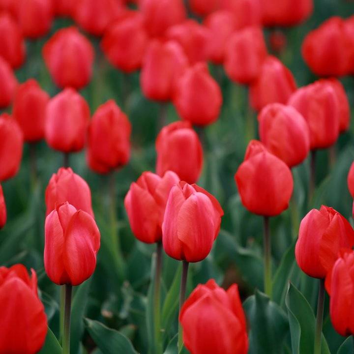 春光达人｜高雅富贵郁金香（春光达人鸟鸣啁啾）