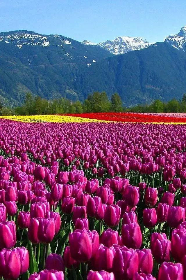 郁金香花语和象征意义（郁金香花语含义）