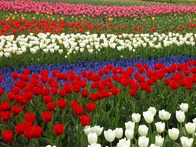 郁金香花语和象征意义（郁金香花语含义）