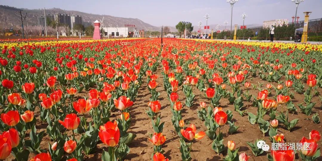 郁金香的花语 有着最浪漫的故事和最永恒的爱（百合郁金香代表什么）