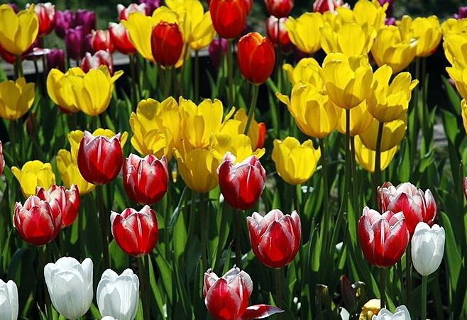 此花是优雅迷人的代表，芬香扑鼻诱人，被誉为“魔幻之花”（魔幻花之国）