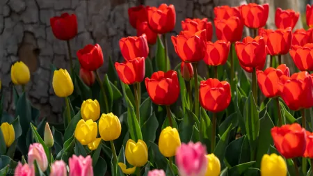 植物知识分享：郁金香——春天的使者花语（郁金香春化是什么意思）
