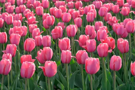 植物知识分享：郁金香——春天的使者花语（郁金香春化是什么意思）