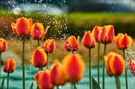 植物知识分享：郁金香——春天的使者花语（郁金香春化是什么意思）