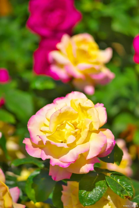 月季花、玫瑰花、郁金香花语和寓意是什么（玫瑰和郁金香花语区别）