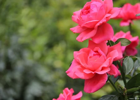 月季花、玫瑰花、郁金香花语和寓意是什么（玫瑰和郁金香花语区别）