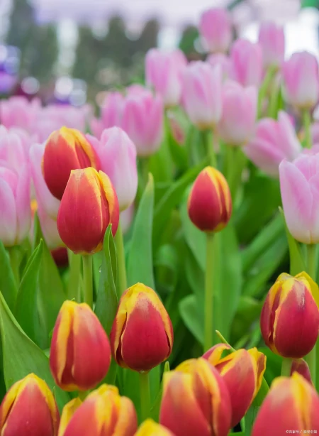 月季花、玫瑰花、郁金香花语和寓意是什么（玫瑰和郁金香花语区别）