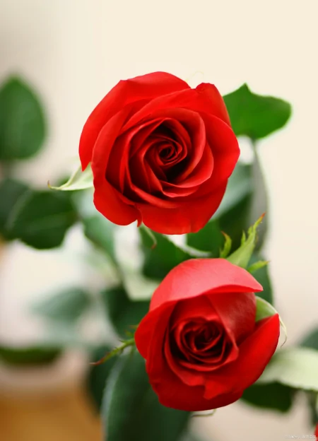 月季花、玫瑰花、郁金香花语和寓意是什么（玫瑰和郁金香花语区别）