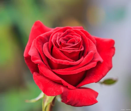 月季花、玫瑰花、郁金香花语和寓意是什么（玫瑰和郁金香花语区别）