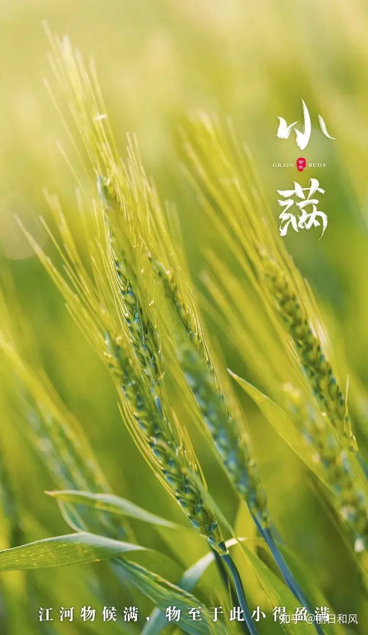 今天是小满节气，24节气你都了解哪些？-小满这个节气