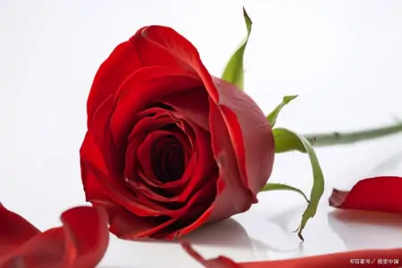 玫瑰、百合、郁金香、康乃馨和牡丹的花语（玫瑰,百合,郁金香,康乃馨和牡丹的花语区别）