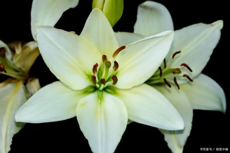 玫瑰、百合、郁金香、康乃馨和牡丹的花语（玫瑰,百合,郁金香,康乃馨和牡丹的花语区别）