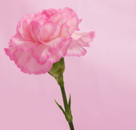 玫瑰、百合、郁金香、康乃馨和牡丹的花语（玫瑰,百合,郁金香,康乃馨和牡丹的花语区别）