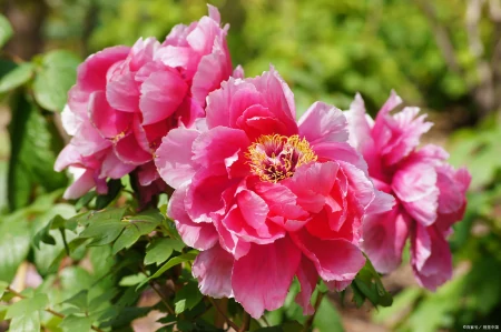 玫瑰、百合、郁金香、康乃馨和牡丹的花语（玫瑰,百合,郁金香,康乃馨和牡丹的花语区别）