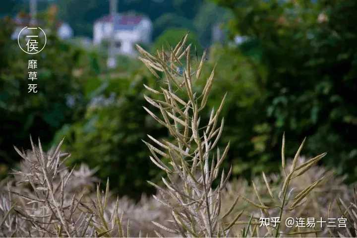 【24节气详解】小满-附养生精要-24节气小满资料