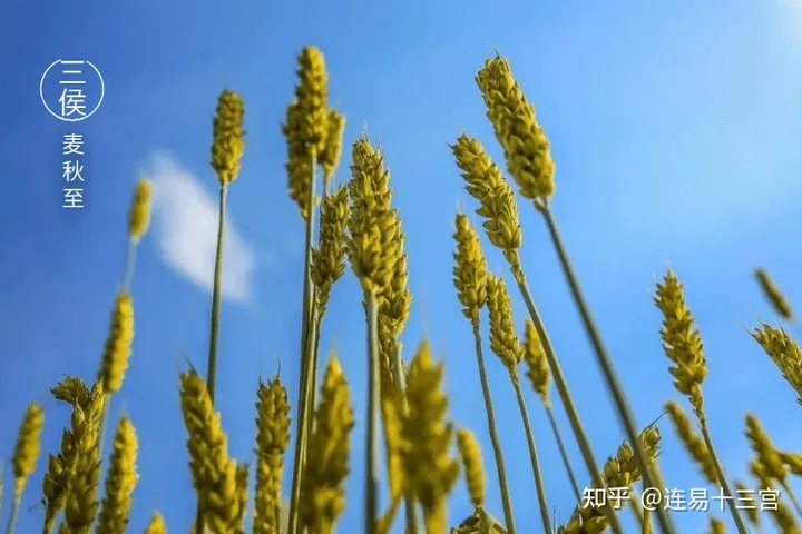 【24节气详解】小满-附养生精要-24节气小满资料