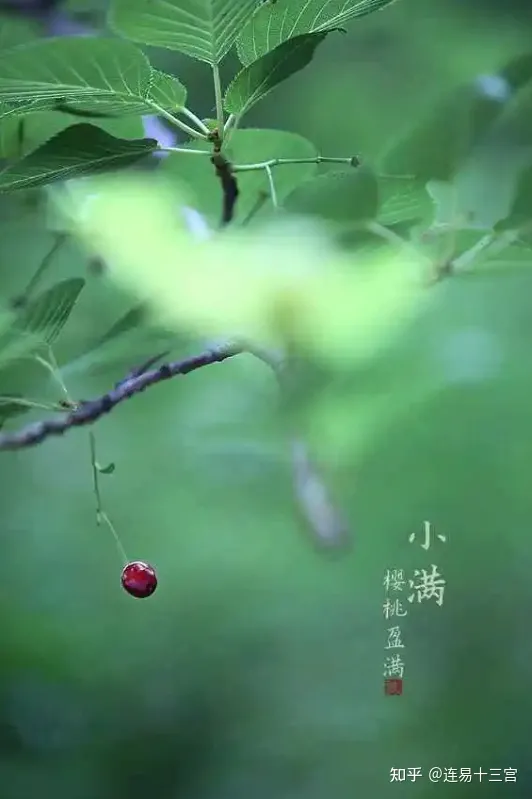 【24节气详解】小满-附养生精要-24节气小满资料