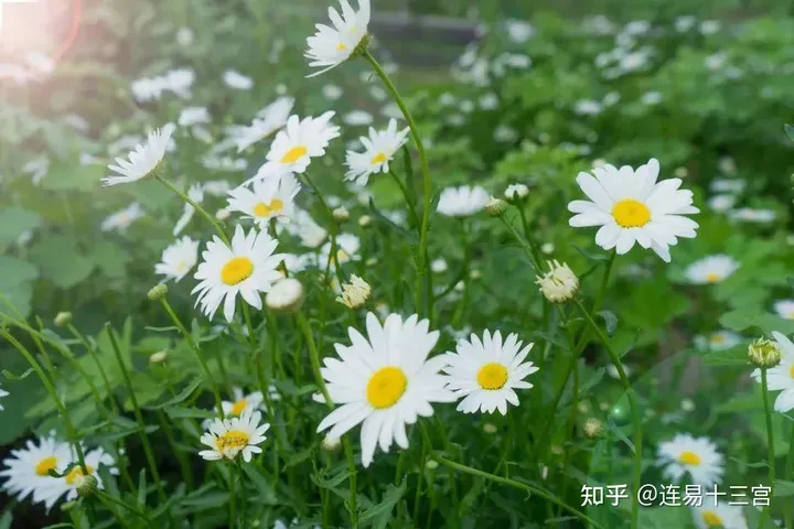 【24节气详解】小满-附养生精要-24节气小满资料