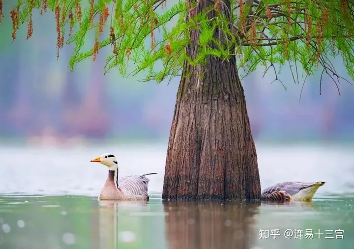 【24节气详解】小满-附养生精要-24节气小满资料