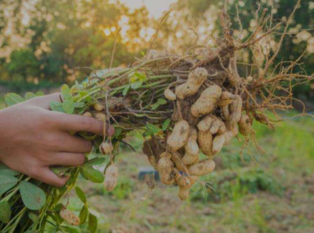 吃生花生和吃熟花生，有啥区别？医生说出实情，原来我吃错了（吃生花生与吃熟花生有区别吗）