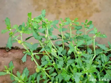 农村这野草，常被当成田间害草，但捣成汁可厉害了，能治慢性鼻炎（田地里的草古代叫什么）