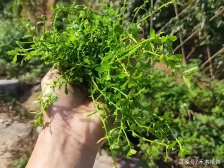 农村这野草，常被当成田间害草，但捣成汁可厉害了，能治慢性鼻炎（田地里的草古代叫什么）