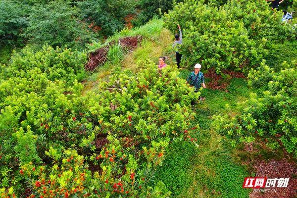 甘甜中带点酸的杨梅，让人是如此回味（杨梅酸酸甜甜的有几种食物名称是什么）